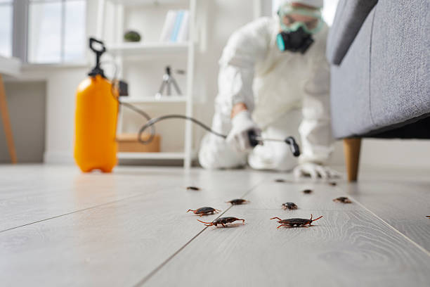 Commercial Kitchen Cockroach Control in McGregor